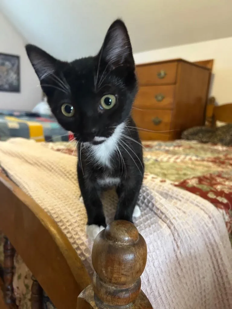 Adam Bomb