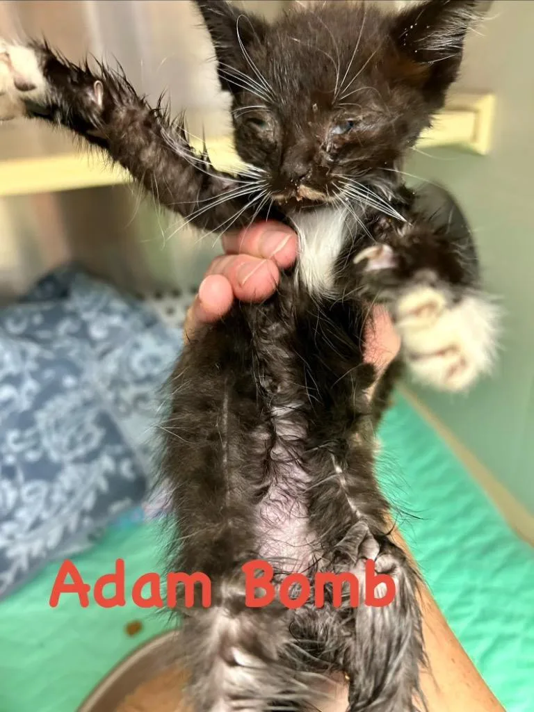Adam Bomb thumbnail 2