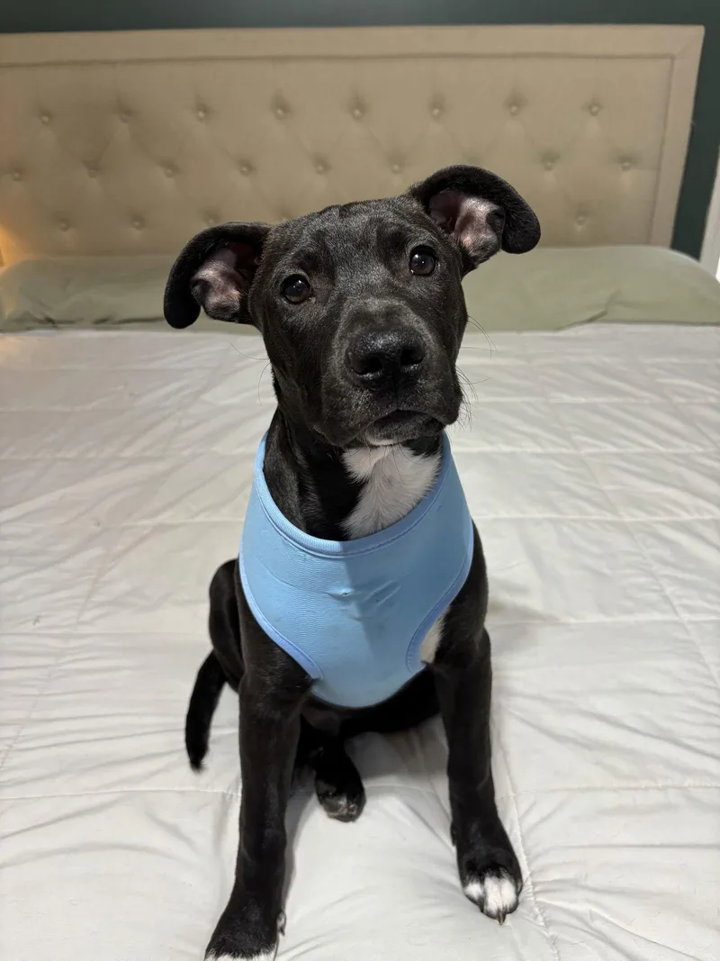 A baby medium-sized male Terrier dog named Sergeant for adoption in Southaven, MS