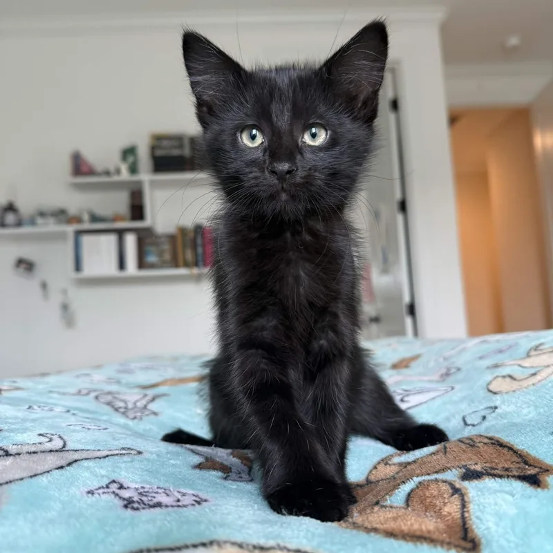 A baby large-sized male Black Domestic Medium Hair cat named Leonardo DeCatrio for adoption in Collierville, TN