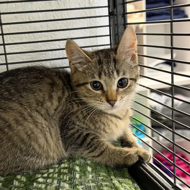 A baby small-sized female Brown / Chocolate Domestic Short Hair cat named Paloma for adoption in Hampton Bays, NY
