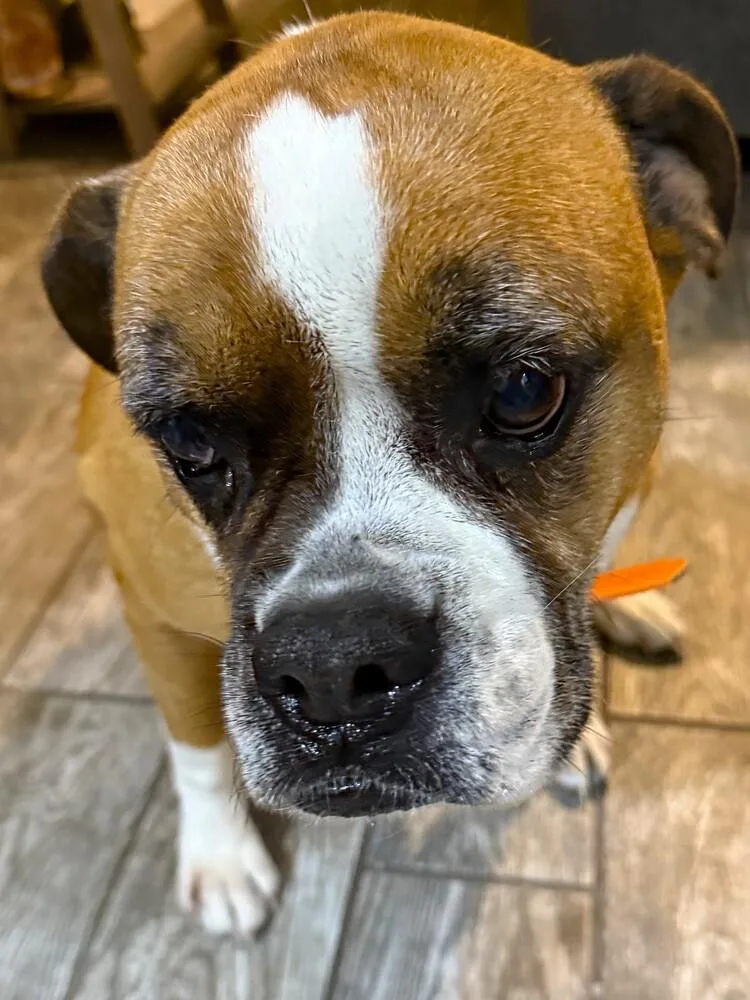 A senior medium-sized female Boxer dog named Zoey XII for adoption in Hewitt, TX