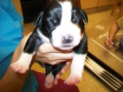 A baby small-sized female American Staffordshire Terrier dog named Ace for adoption in Munster, IN