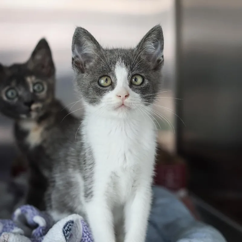 A baby small-sized female White Domestic Short Hair cat named Spice for adoption in Los Angeles, CA