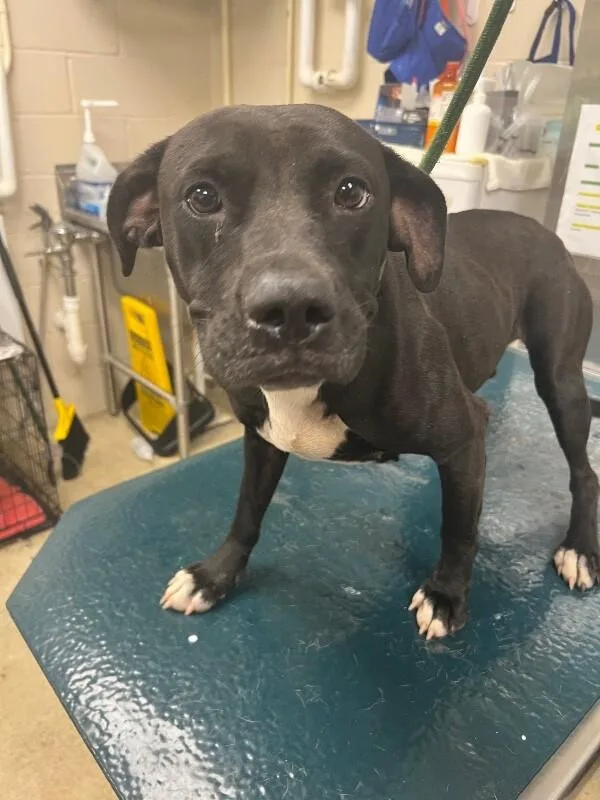 An adult medium-sized female Black Mixed Breed dog named Emmie for adoption in Mobile, AL