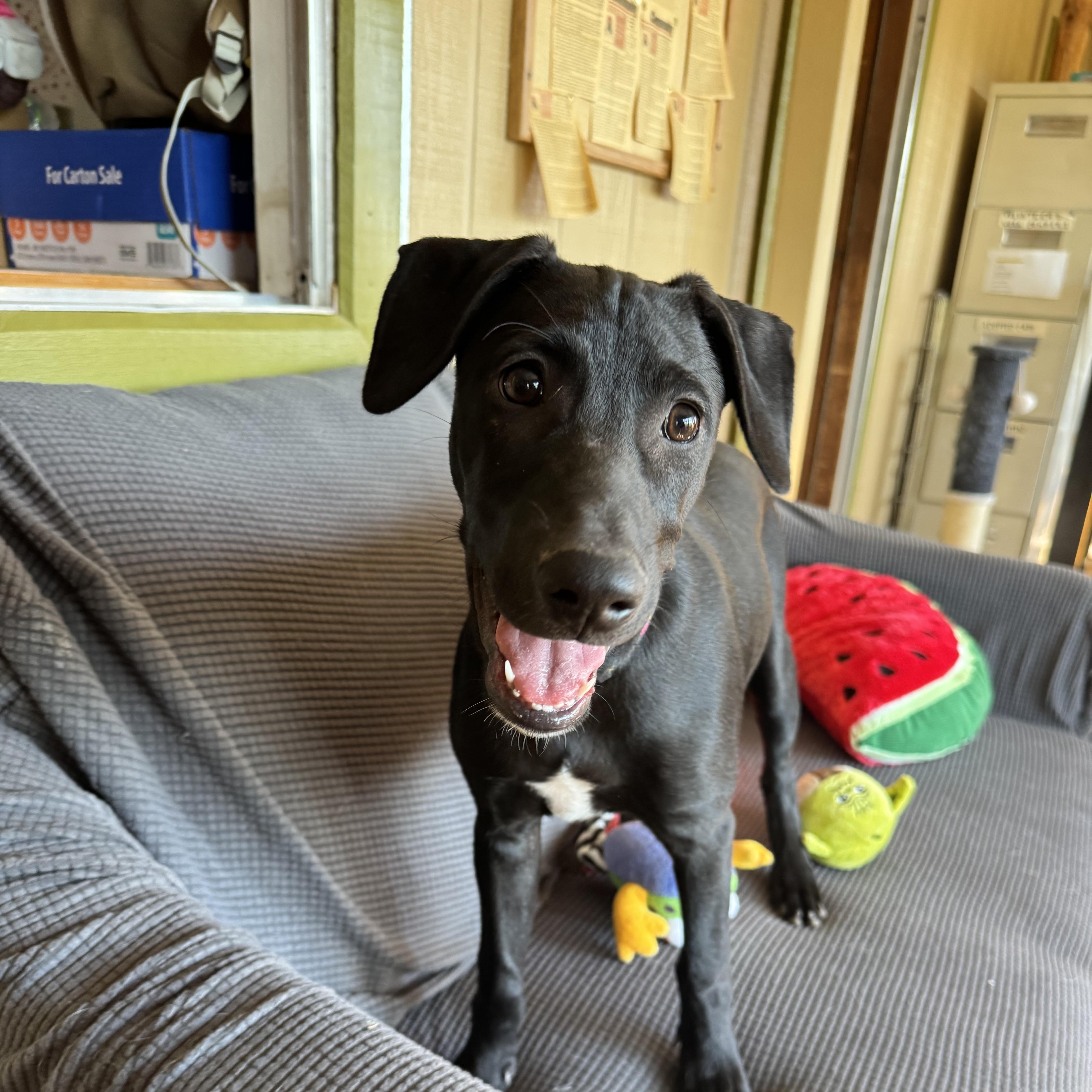 A baby medium-sized male Labrador Retriever dog named Michael for adoption in Williamsburg, NM