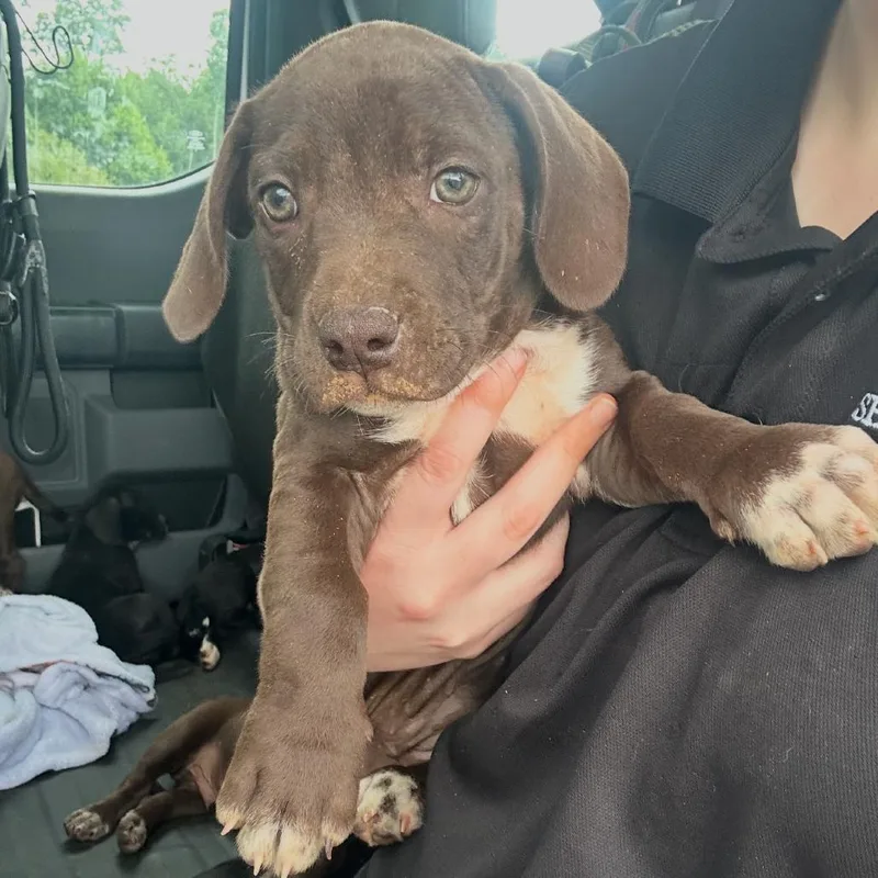 A baby medium-sized female Brown / Chocolate Mixed Breed dog named Sable for adoption in Columbiana, AL