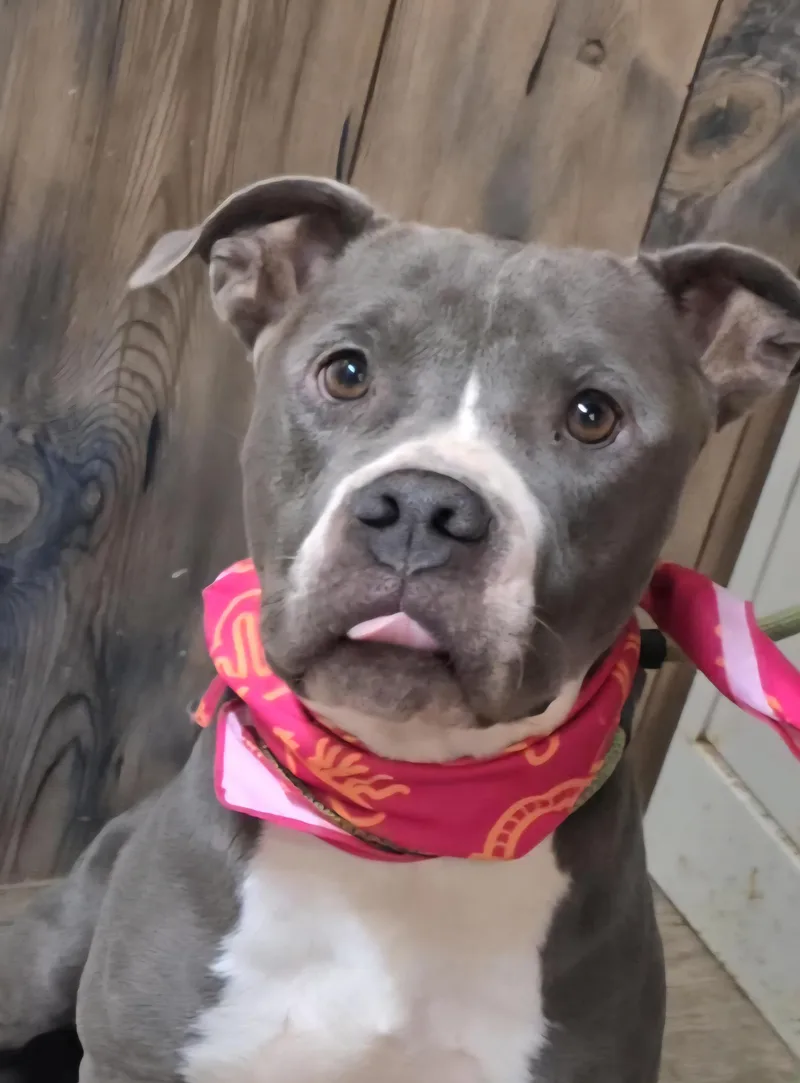 Brinkley thumbnail 3