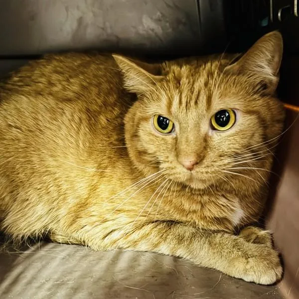 An adult small-sized female Domestic Short Hair cat named Tina for adoption in Des Moines, IA