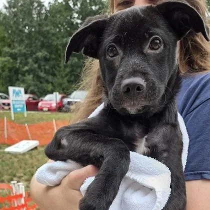A baby small-sized male Mixed Breed dog named Red Clay Strays for adoption in Voorhees, NJ