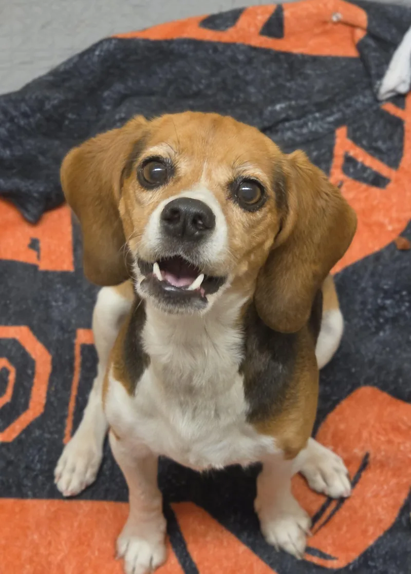 An adult small-sized female Tricolor (Brown, Black, & White) Beagle dog named Piper for adoption in Aiken, SC