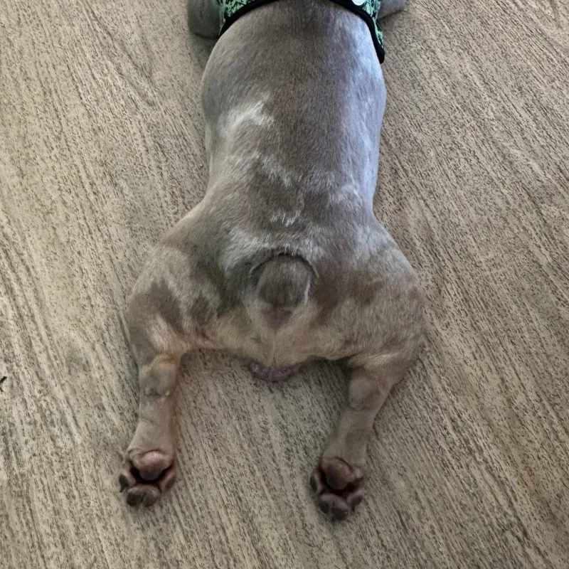 Chonkers thumbnail 4