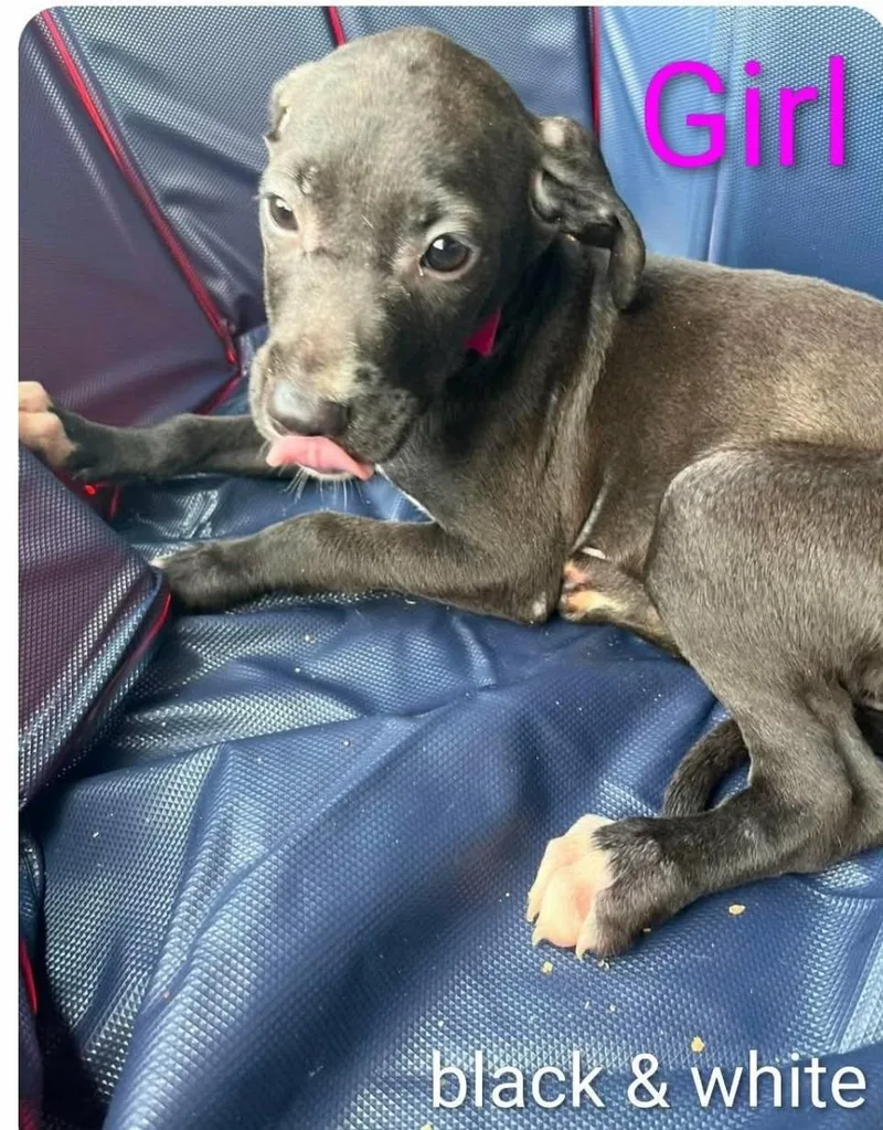 A baby medium-sized male Apricot / Beige Labrador Retriever dog named Clover for adoption in Hampton, VA