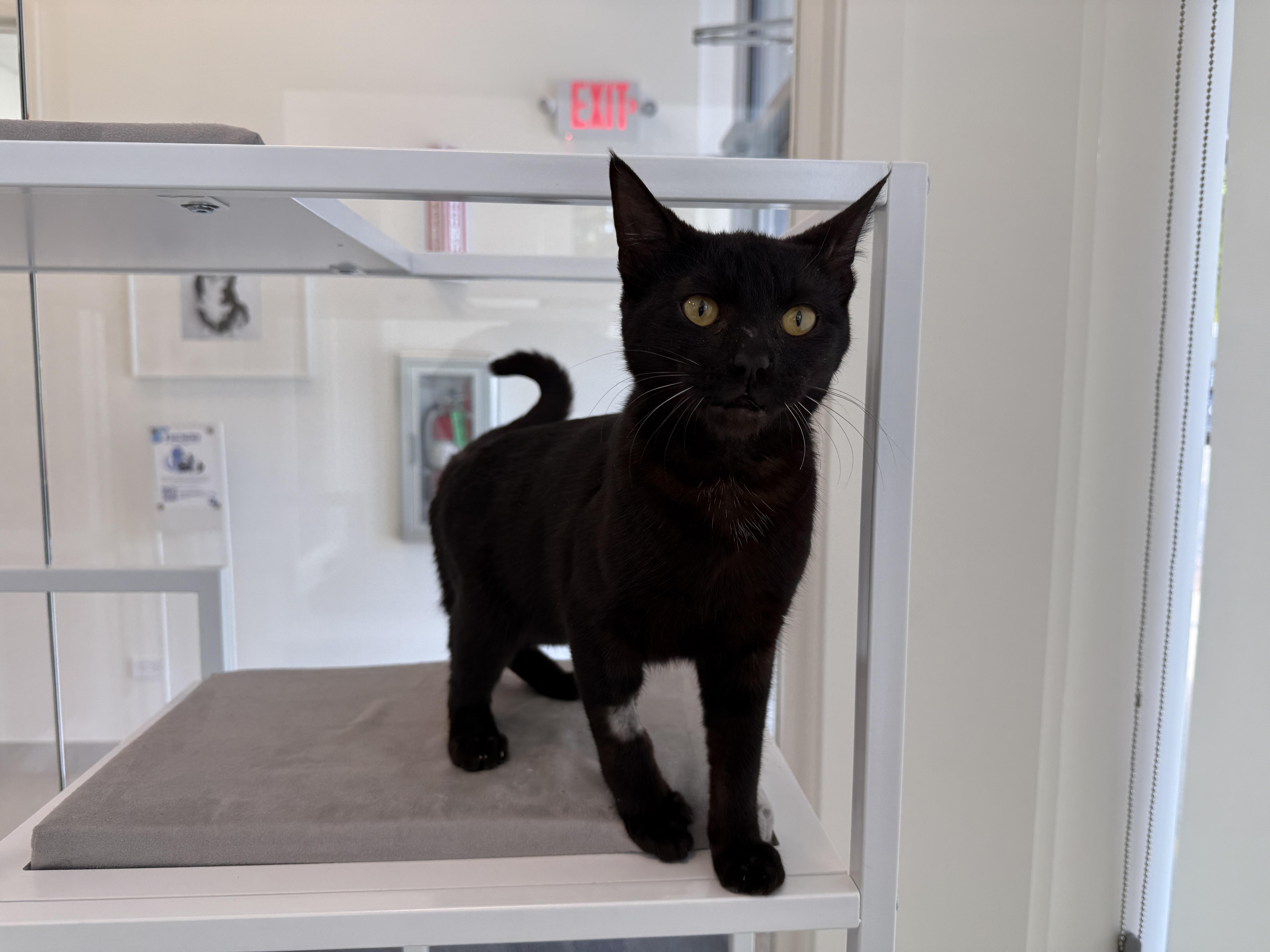 A young medium-sized male Black Domestic Short Hair cat named Blick for adoption in Evanston, IL
