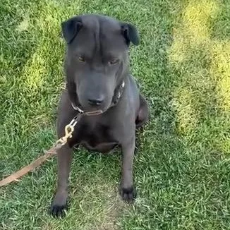 Charlotte The Sweet thumbnail 2