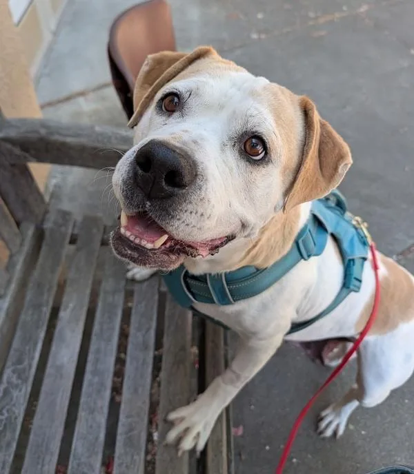 An adult medium-sized female Pit Bull Terrier dog named Darla for adoption in Santa Rosa, CA