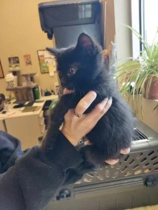 A baby small-sized male Domestic Short Hair cat named Soot for adoption in Fishers, IN