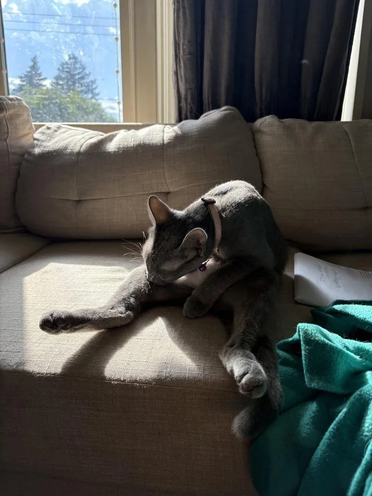 An adult medium-sized female Gray / Blue / Silver Domestic Short Hair cat named Memo for adoption in West Mifflin, PA