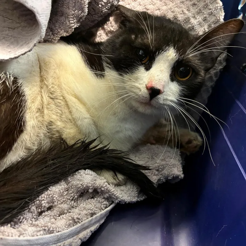 A young medium-sized male Black Domestic Short Hair cat named Sailor Cat Blackbeard for adoption in Tacoma, WA