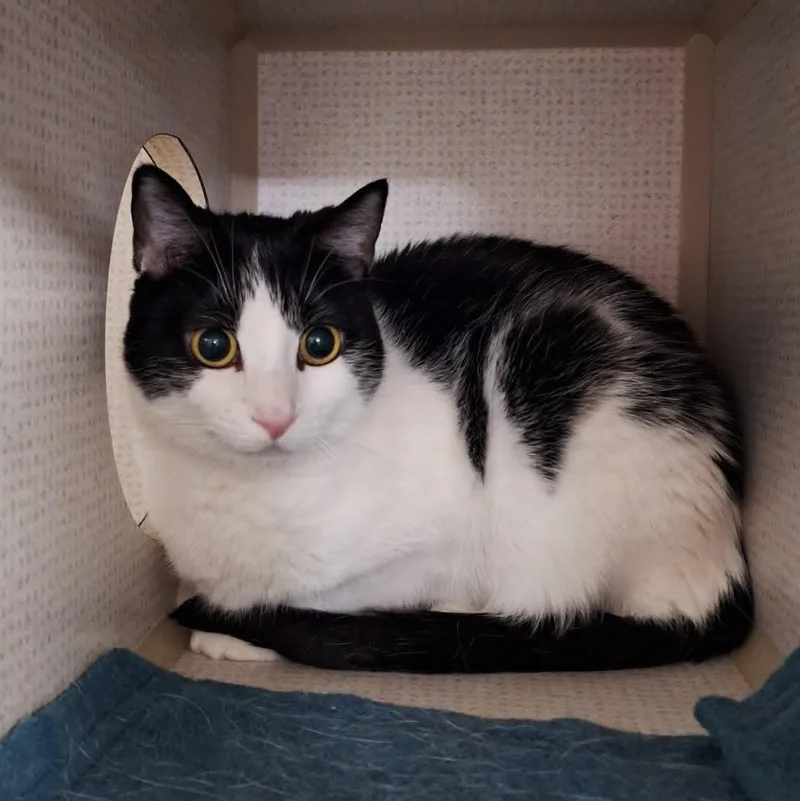 An adult medium-sized female Black & White / Tuxedo Domestic Short Hair cat named Cayenne for adoption in St. Maries, ID