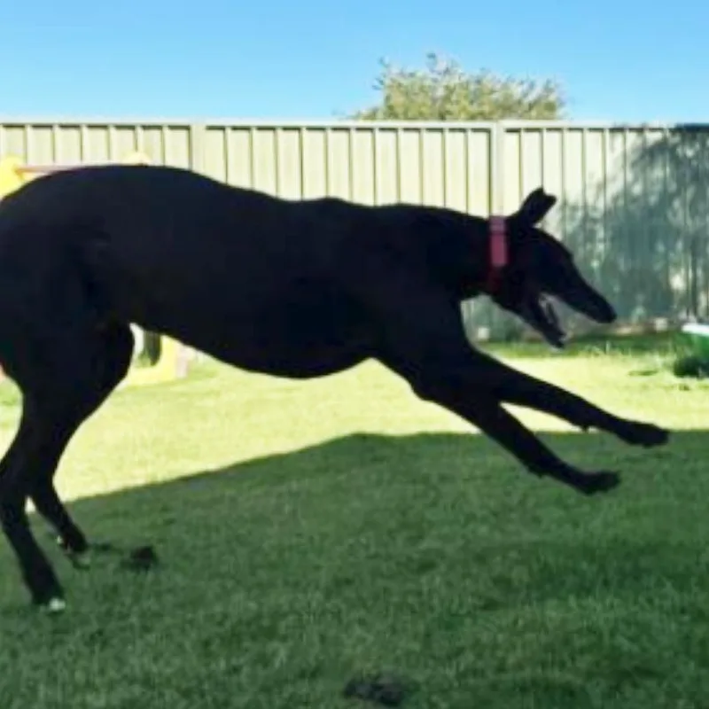 No Scotty No thumbnail 2