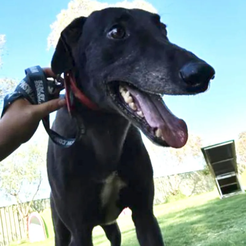 An adult large-sized male Black Greyhound dog named No Scotty No for adoption in North Port, FL