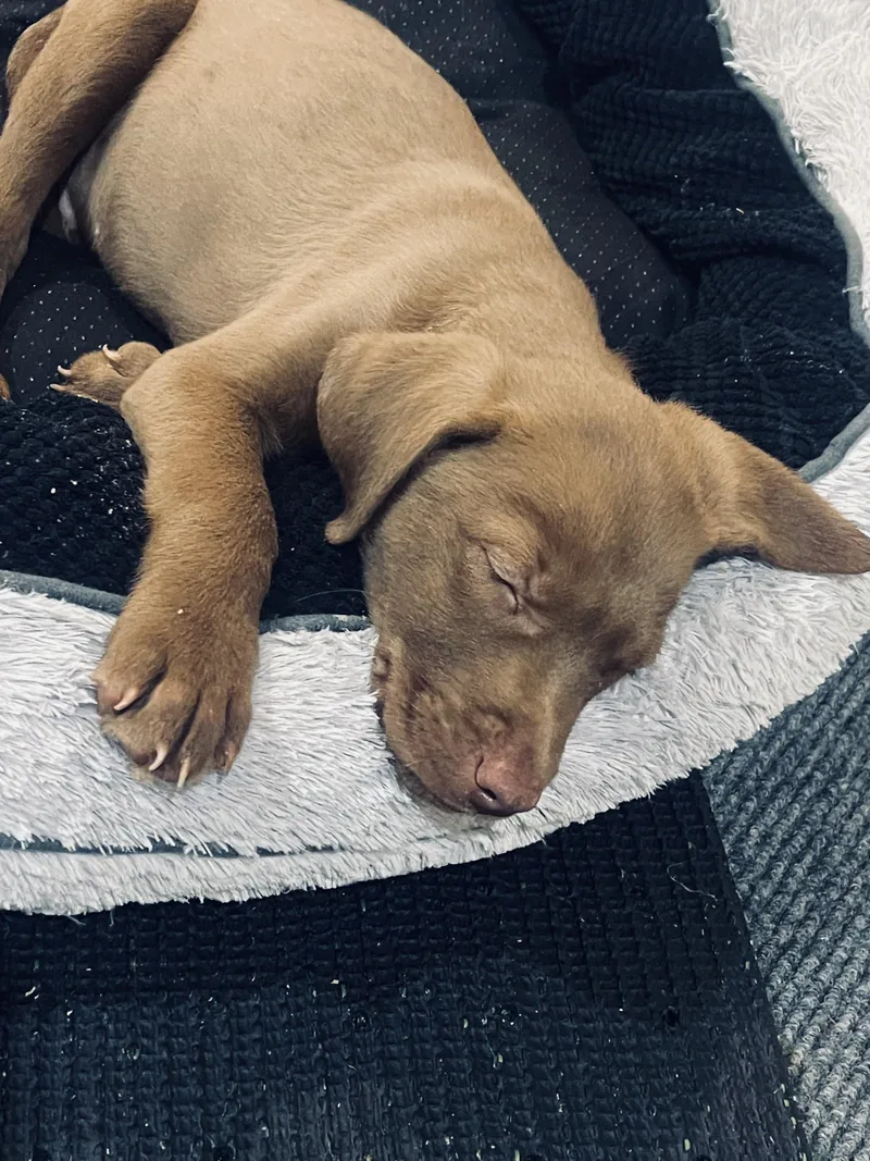 A baby large-sized male Brown / Chocolate Mixed Breed dog named Moose for adoption in Kenosha, WI