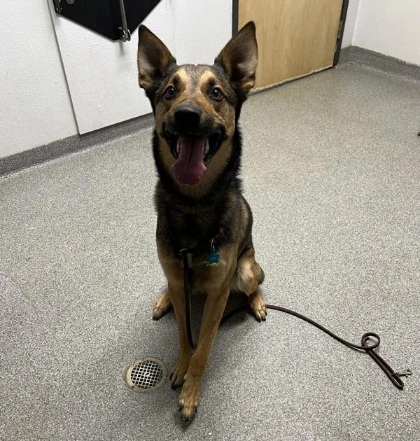 An adult large-sized male German Shepherd Dog dog named Bruce for adoption in Escondido, CA