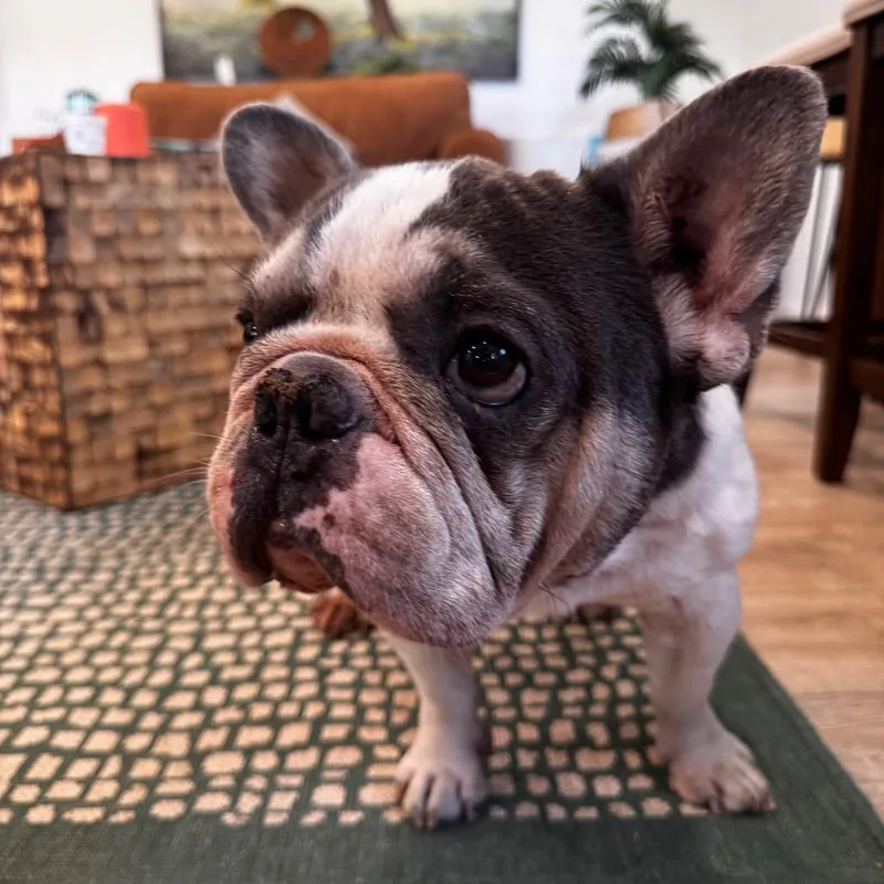 An adult medium-sized male White / Cream French Bulldog dog named Sage for adoption in Indiantown, FL
