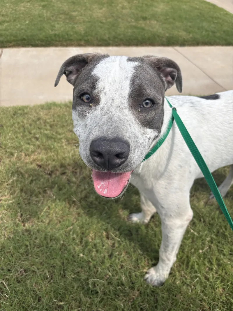 An adult medium-sized male White / Cream Pit Bull Terrier dog named Sawyer for adoption in Jenks, OK