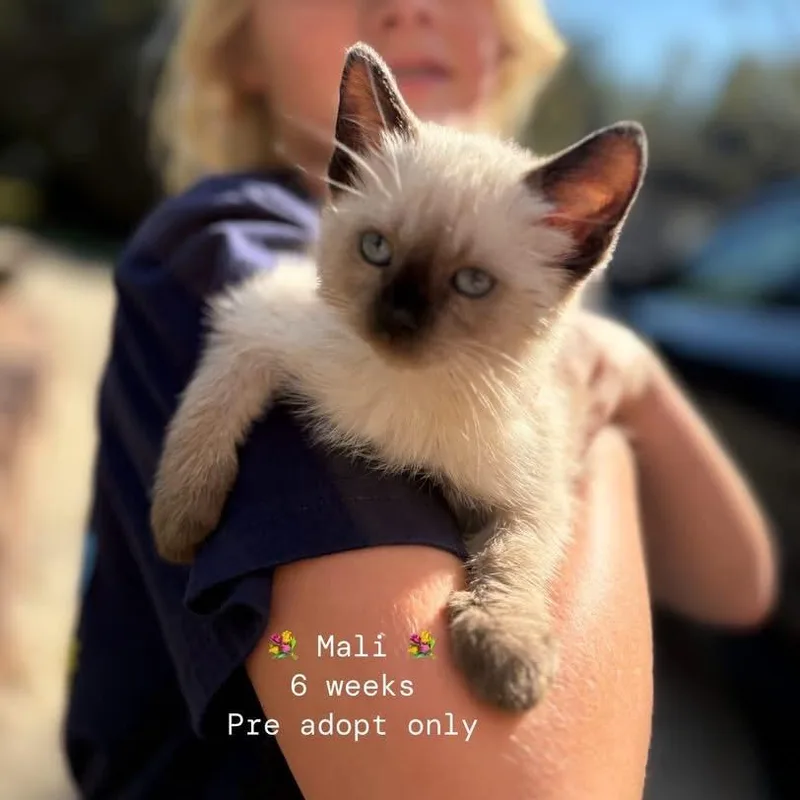 A baby small-sized female Domestic Medium Hair cat named Mali for adoption in Odenville, AL