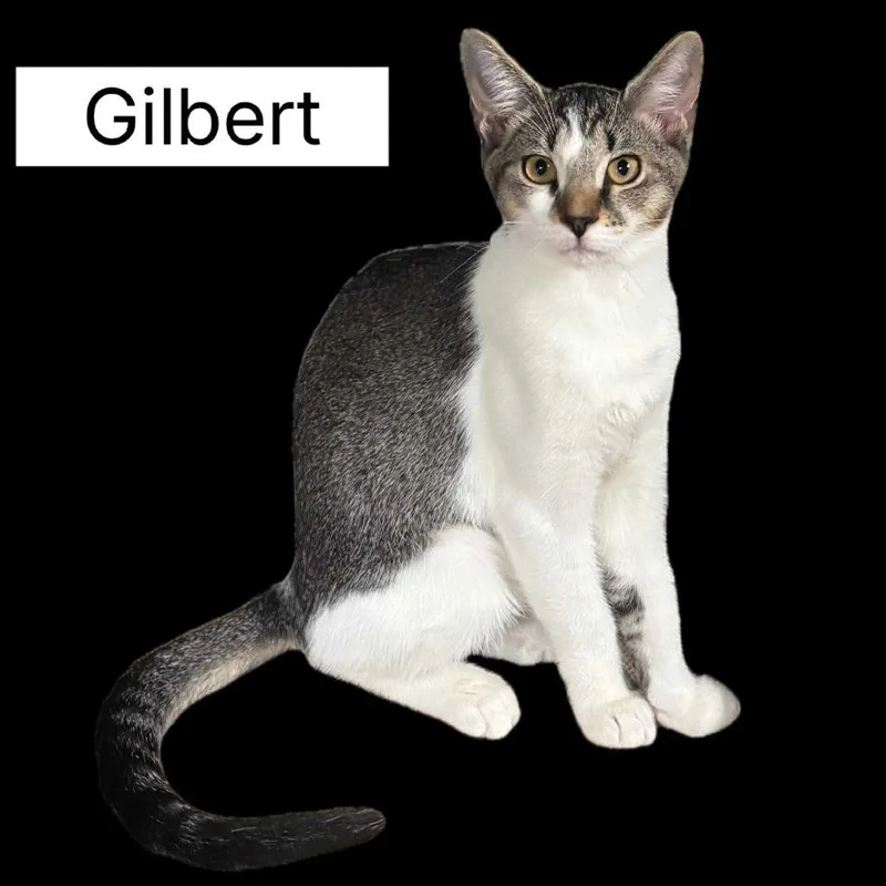 Gilbert thumbnail 3