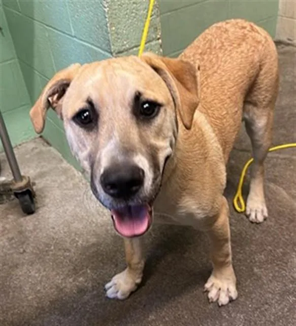 A young large-sized male Mastiff dog named Easter for adoption in Sacramento, CA