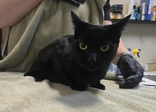 Artemis