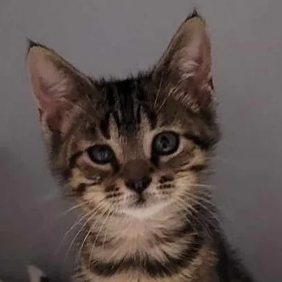 A baby medium-sized female Tabby (Brown / Chocolate) Domestic Short Hair cat named Aria for adoption in Robinson, IL