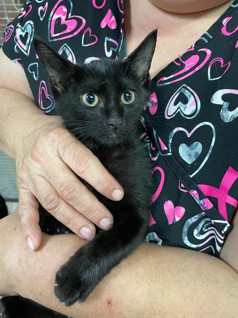 A baby medium-sized male Black Domestic Short Hair cat named Kenzo for adoption in Margate, FL