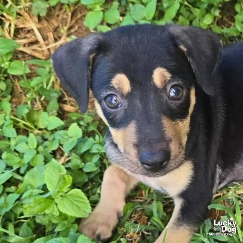 A baby medium-sized male Labrador Retriever dog named Apollo for adoption in Washington, DC