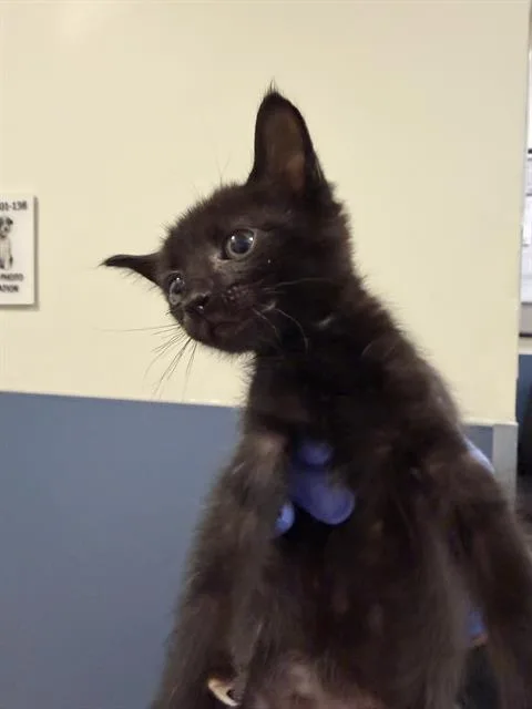 A baby small-sized female Domestic Short Hair cat named Rosie for adoption in Miami, FL