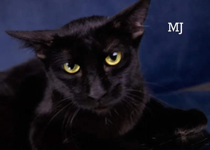 An adult medium-sized female Black Domestic Short Hair cat named M J for adoption in York, NE