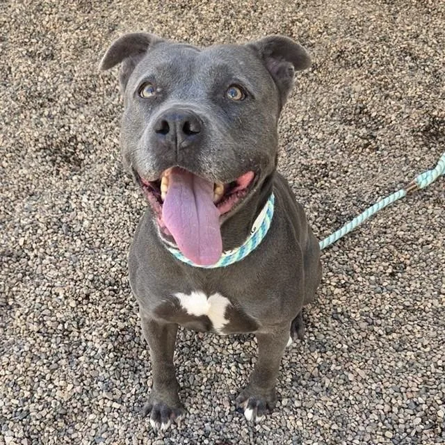 An adult large-sized female Pit Bull Terrier dog named Kali for adoption in Mesa, AZ
