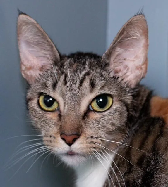 A young medium-sized female Domestic Short Hair cat named Haru for adoption in Boston, MA