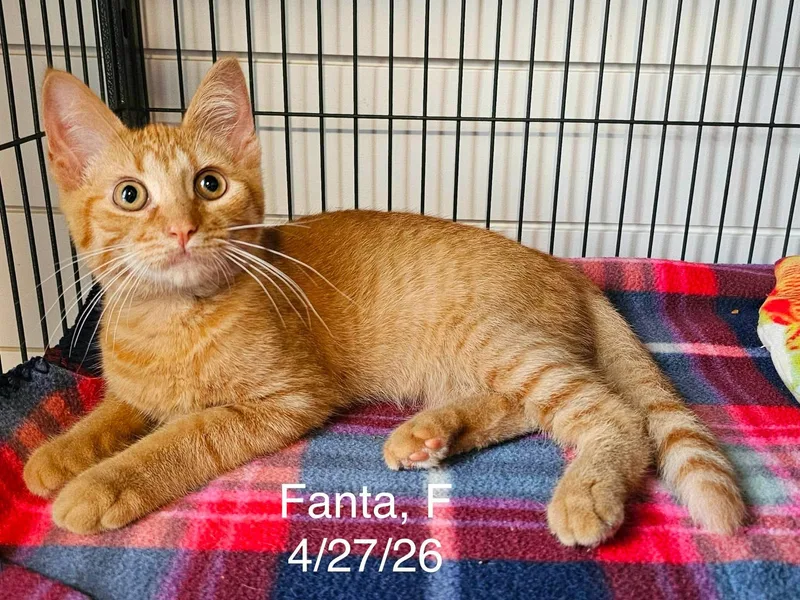 A young medium-sized female Domestic Short Hair cat named Fanta for adoption in Gouverneur, NY