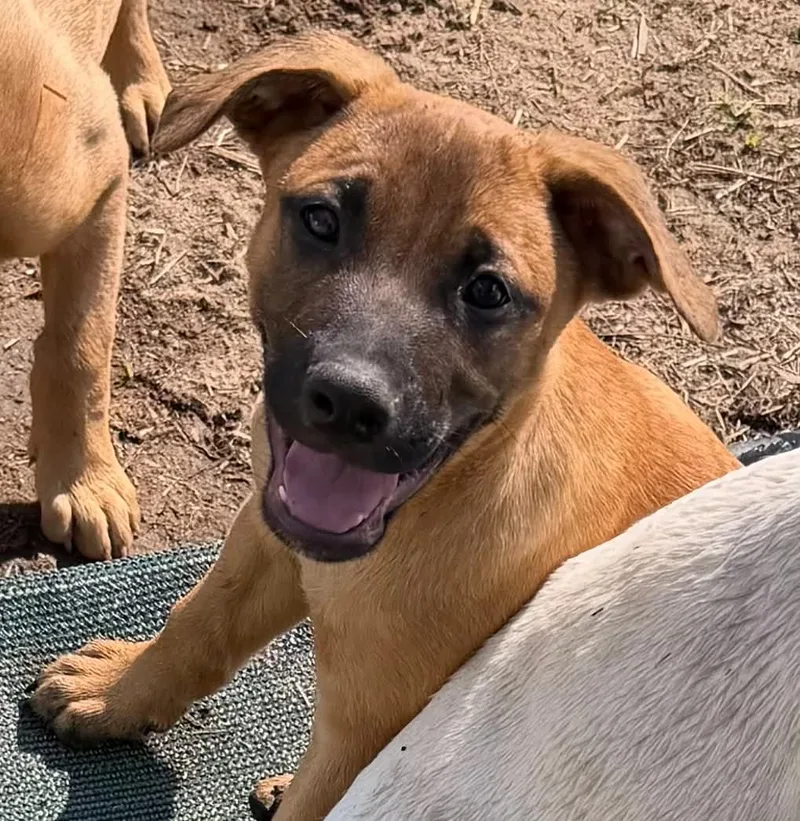 A baby medium-sized male Pit Bull Terrier dog named Cinnamon for adoption in Avon, CT