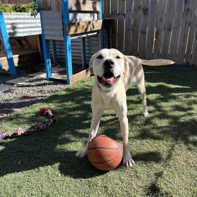 An adult medium-sized male Yellow / Tan / Blond / Fawn Black Mouth Cur dog named Benjamin for adoption in Austin, TX