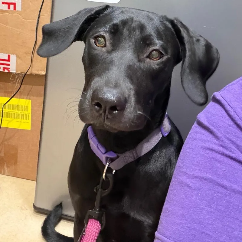 A baby medium-sized female Black Labrador Retriever dog named Honey for adoption in Sebring, FL