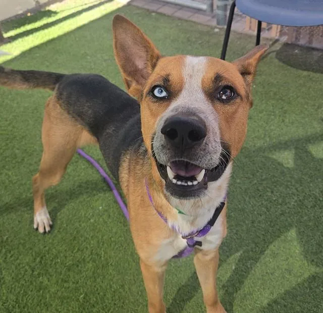 A young large-sized male German Shepherd Dog dog named Laguna for adoption in Mesa, AZ