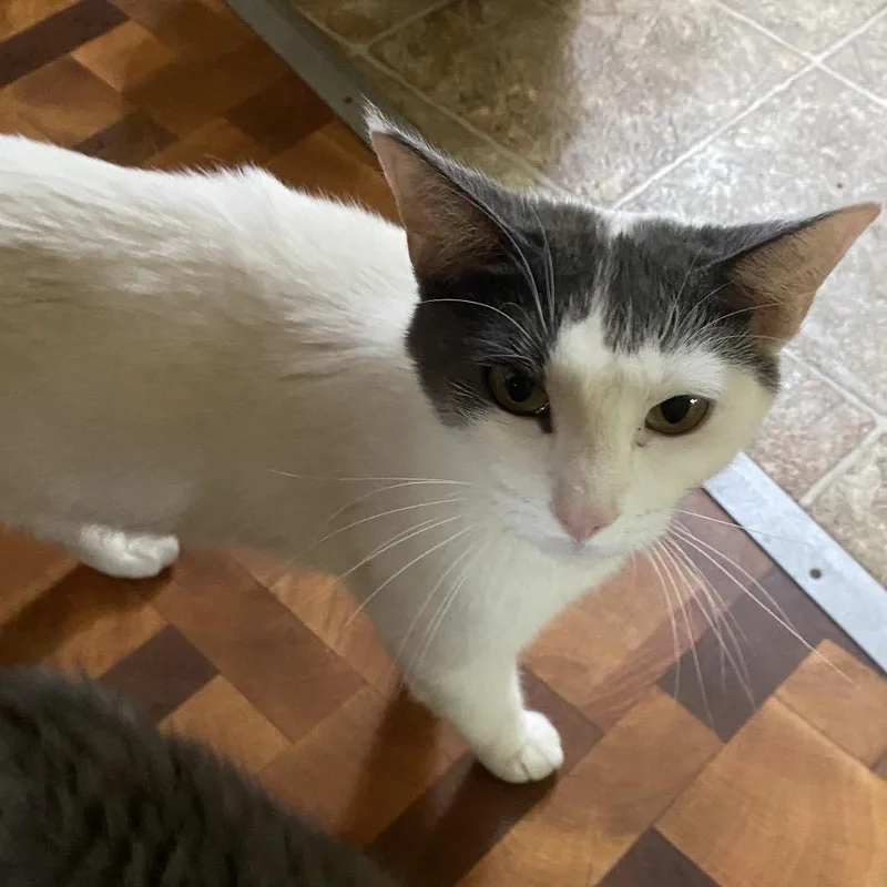 An adult medium-sized female White Domestic Short Hair cat named Louize for adoption in Bismarck, ND