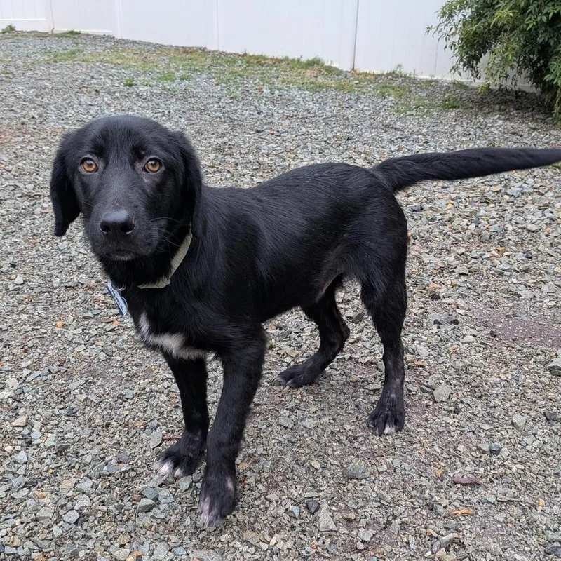 An adult medium-sized male Black Labrador Retriever dog named Franklin for adoption in Wake Forest, NC