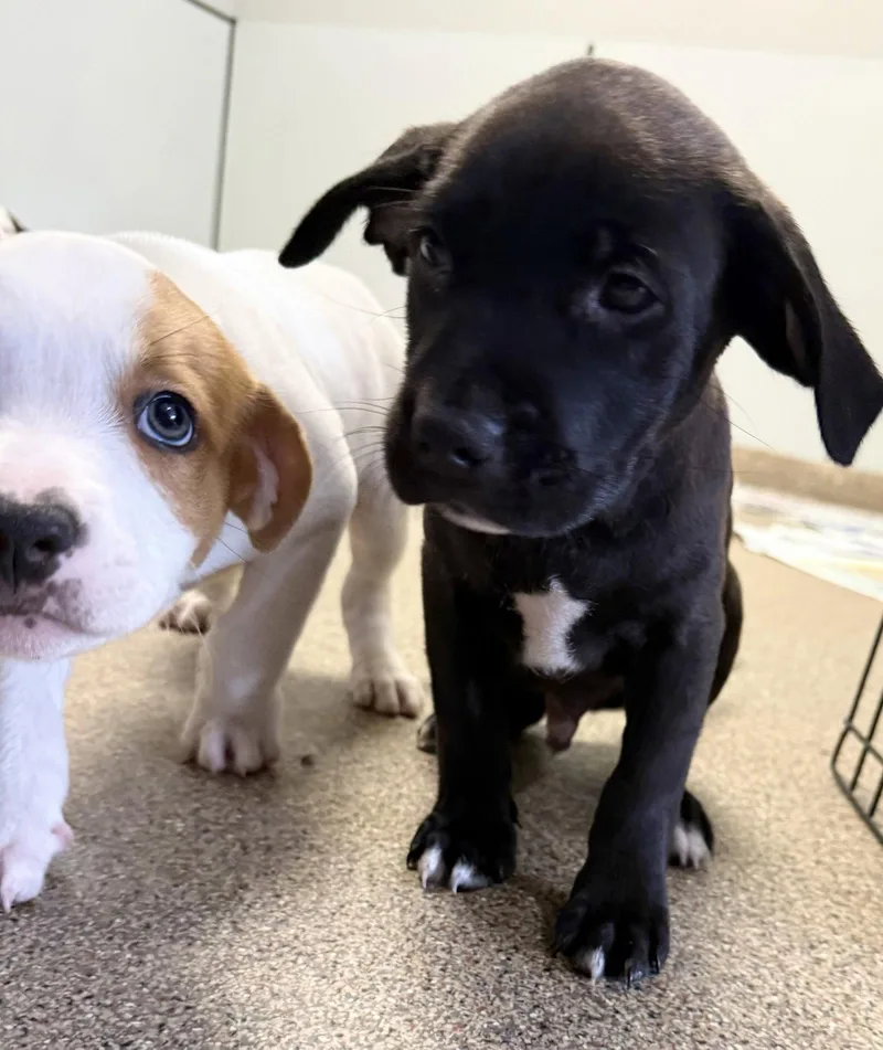 A baby medium-sized male Labrador Retriever dog named Messi for adoption in Sanford, FL