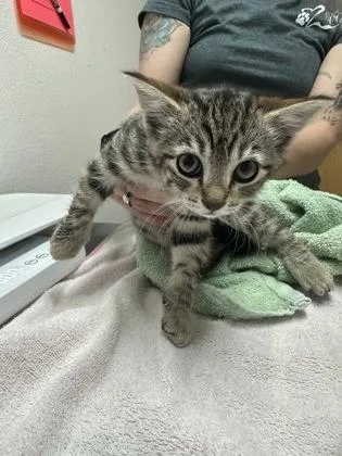 A baby small-sized male Domestic Short Hair cat named Rimekin for adoption in Sacramento, CA